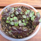 Perilla nankinensis / shiso