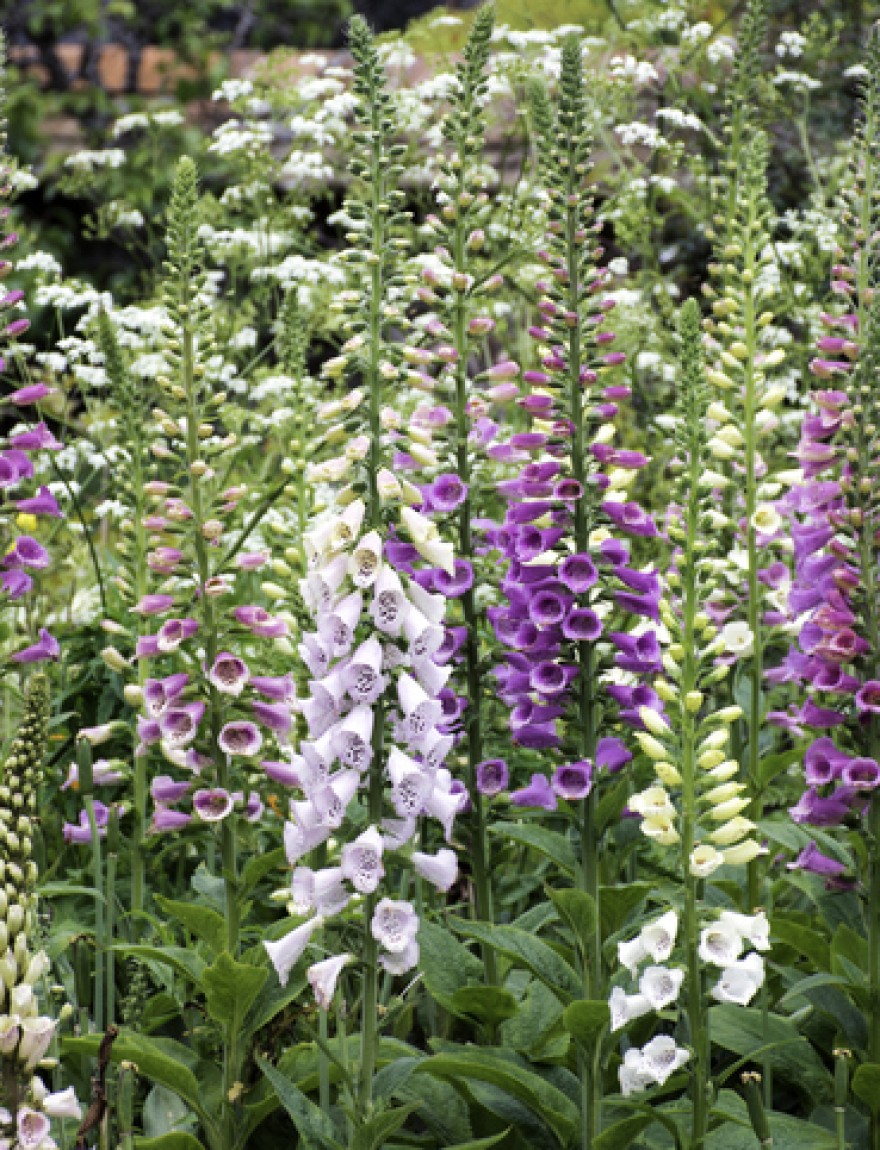 Digitalis purpurea (mengsel)