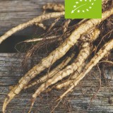 Sium sisarum / suikerwortel wortels