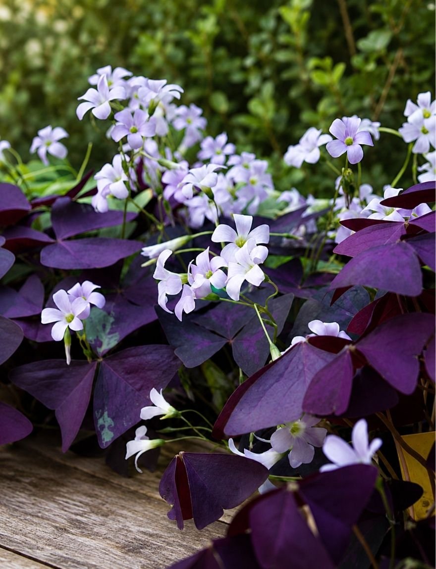 oxalis triangularis 'mijke'