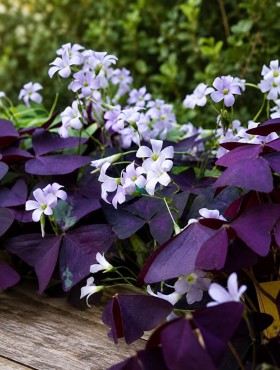 oxalis triangularis 'mijke'