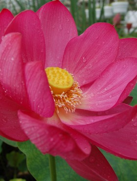 Nelumbo nucifera (roze)