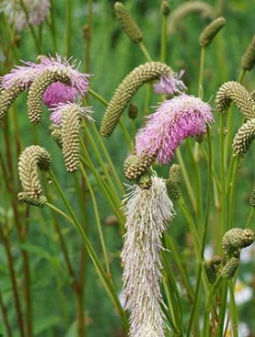 Close-up of Sanguisorba officinalis flowers with elongated, fluffy pink and white blooms against a green background.