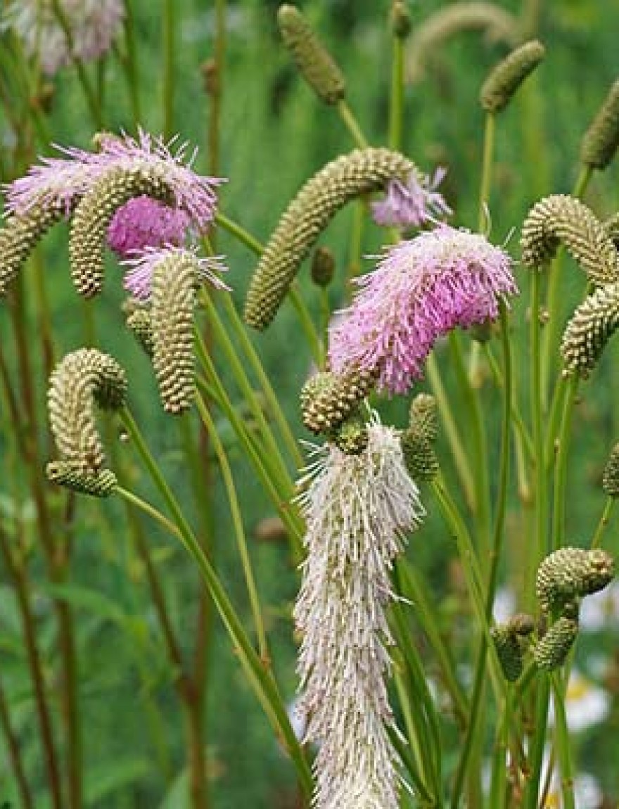 Close-up of Sanguisorba officinalis flowers with elongated, fluffy pink and white blooms against a green background.