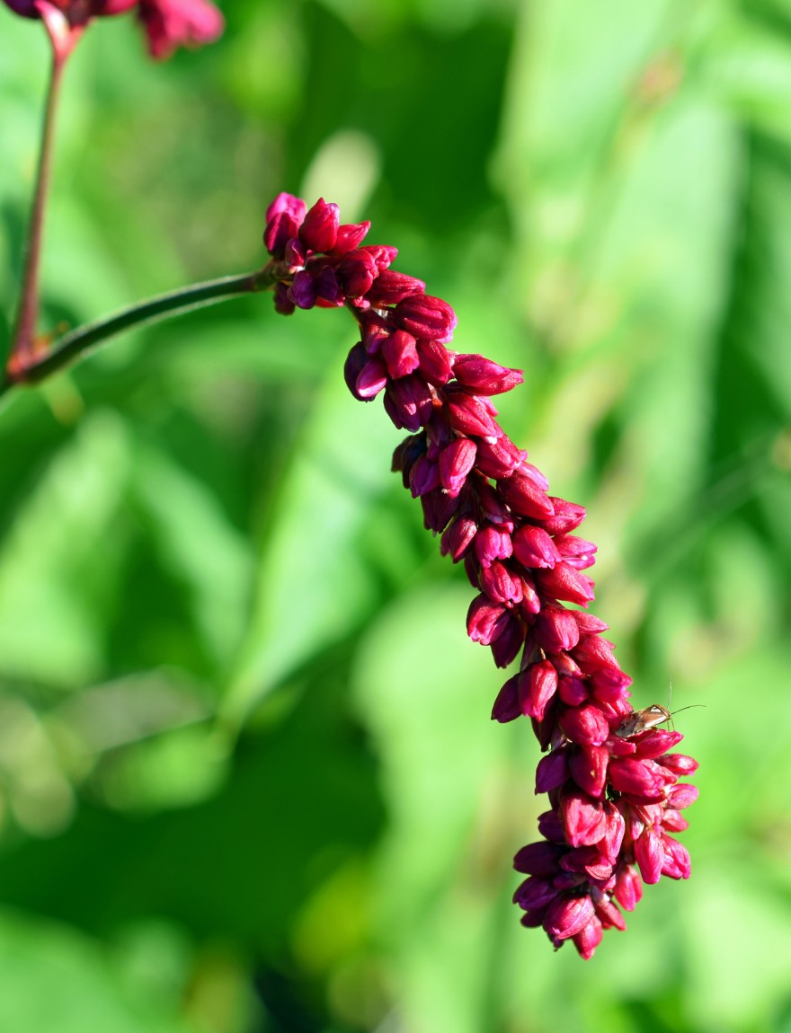 Persicaria orientalis ‘Kiss me over the garden gate’