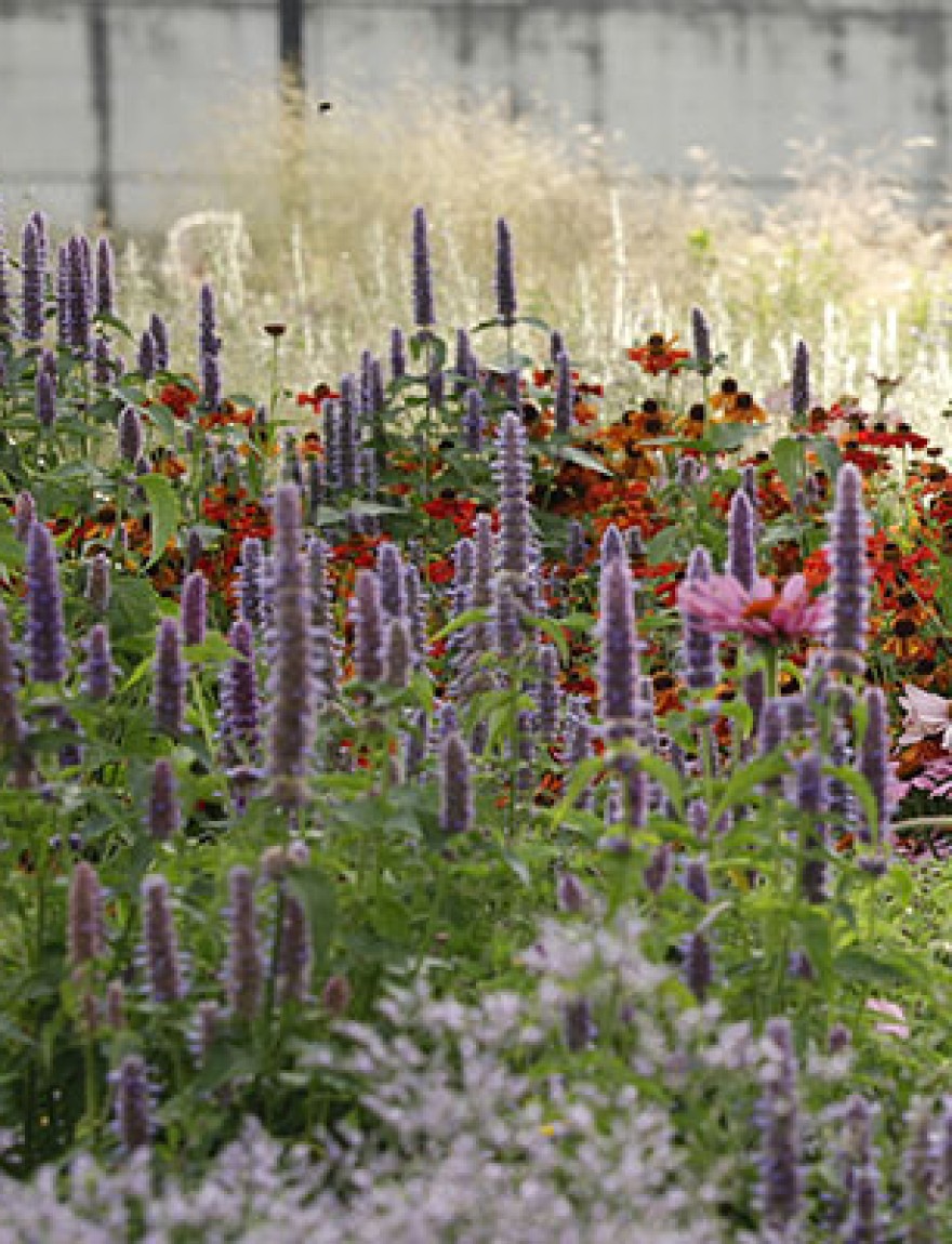 Agastache foeniculum