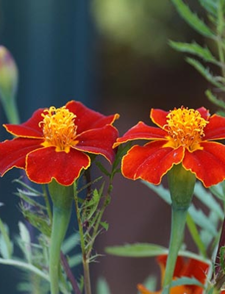 Tagetes linnaeus 'Glowing Embers'