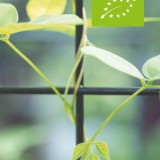 Apios americana / Amerikaanse aardnoot klimmer