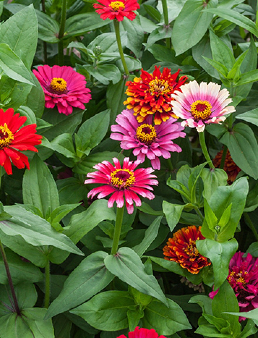 Zinnia elegans Whirligig Mixed