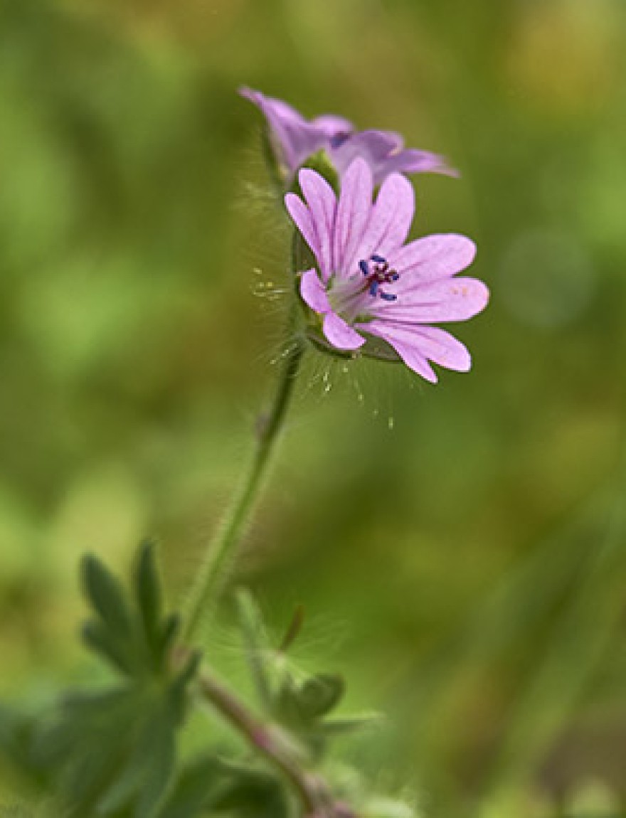 Geranium molle close up