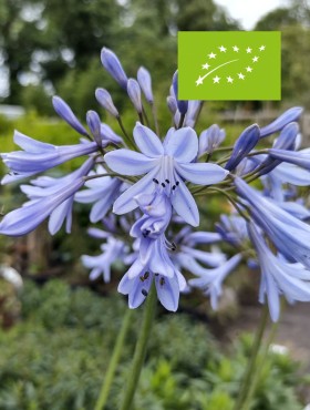 Minituinpakket (biologisch)