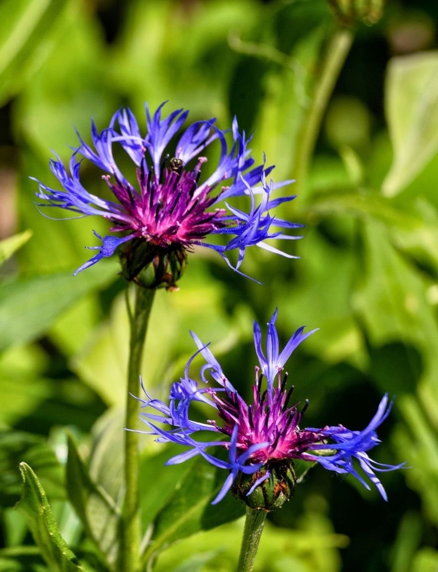 Bergcentaurie (Centaurea montana)