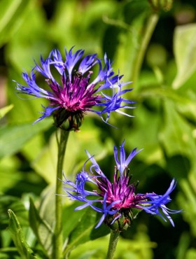 Bergcentaurie (Centaurea montana)