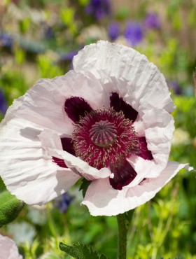 Close up of a white and purple oriental poppy, Papaver orientale or royal wedding.