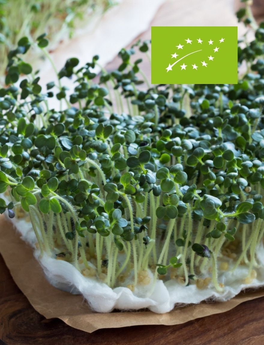 Lepidium sativum / tuinkers