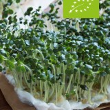 Lepidium sativum / tuinkers