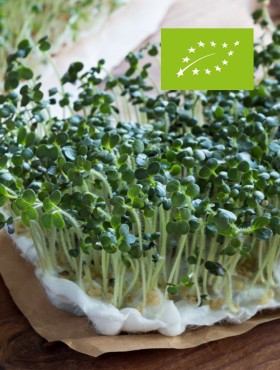 Lepidium sativum / tuinkers