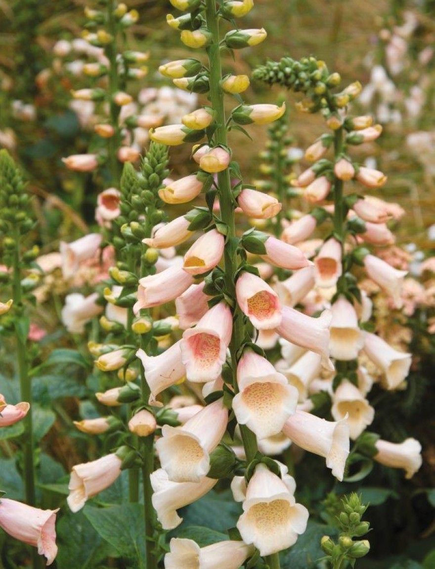 Digitalis purpurea 'Sutton's Apricot'