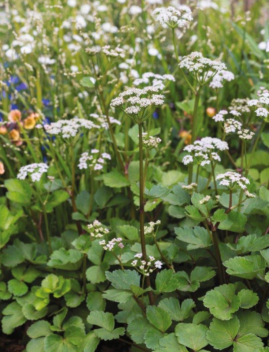 Ligusticum scoticum