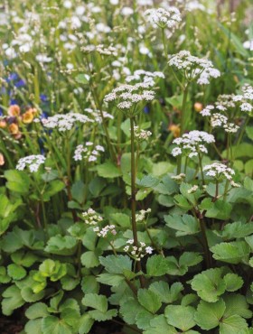 Ligusticum scoticum