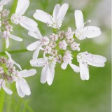 Coriandrum sativum