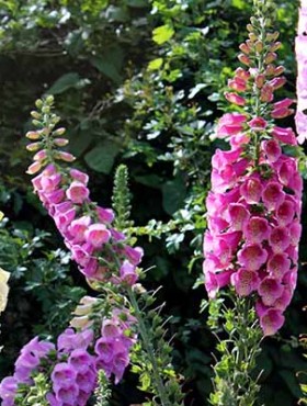 Photo showing a large and very colourful group of cultivated foxgloves / flower spikes, growing in a flower border within an ornamental garden.  This particular type of foxglove is known as Digitalis purpurea 'excelsior' and is biennial, meaning that it grows during its first year, before flowering and seeding itself the following year.