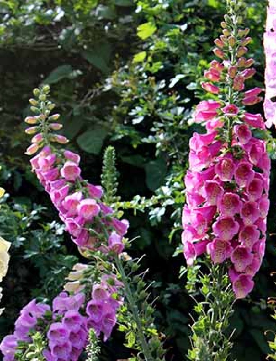 Photo showing a large and very colourful group of cultivated foxgloves / flower spikes, growing in a flower border within an ornamental garden. This particular type of foxglove is known as Digitalis purpurea 'excelsior' and is biennial, meaning that it grows during its first year, before flowering and seeding itself the following year.