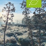 Eryngium paniculatum in de winter