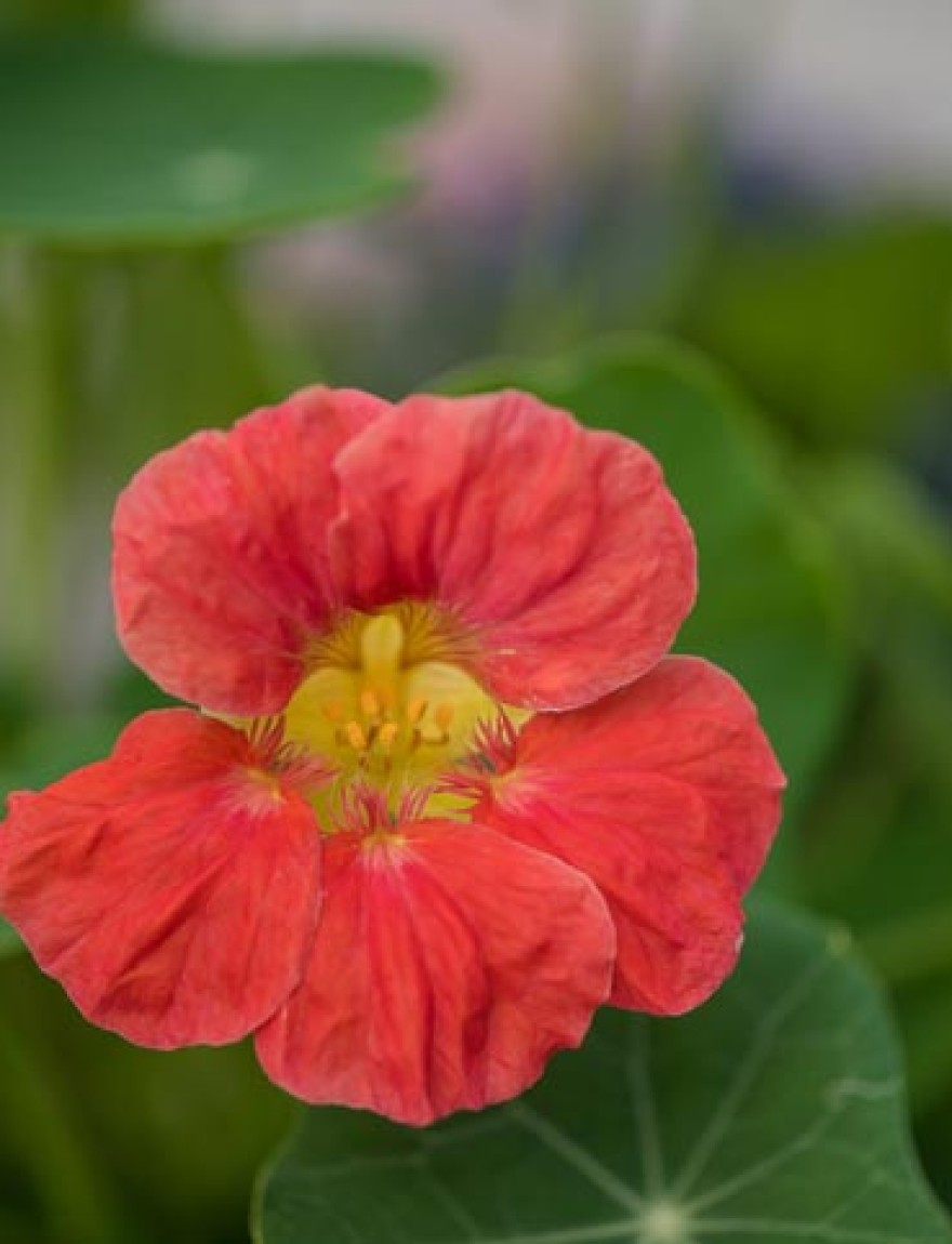 Tropaeolum majus garden nasturtium, Indian cress, or monks cress) is a flowering plant in the family Tropaeolaceae, originating in the Andes from Bolivia north to Colombia.