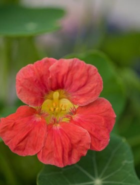 Tropaeolum majus garden nasturtium, Indian cress, or monks cress) is a flowering plant in the family Tropaeolaceae, originating in the Andes from Bolivia north to Colombia.