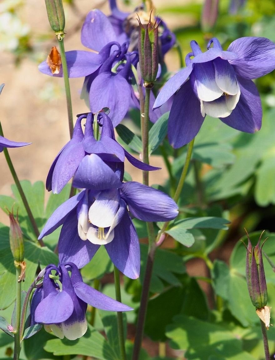 Aquilegia flabellata