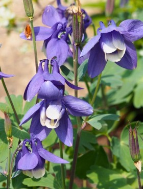 Aquilegia flabellata