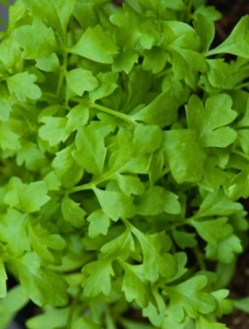 Lepidium sativum / grootbladige tuinkers