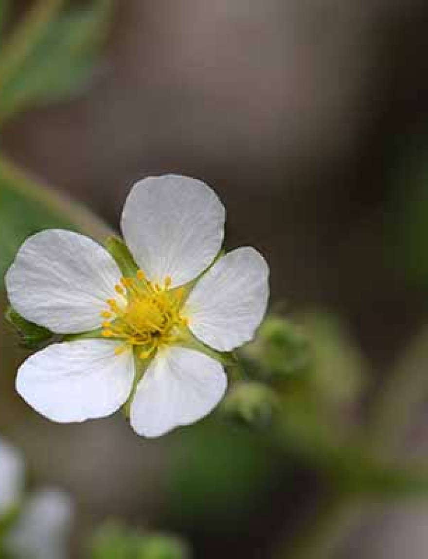 Rock cinquefoil flower - Latin name - Drymocallis rupestris (Potentilla rupestris)