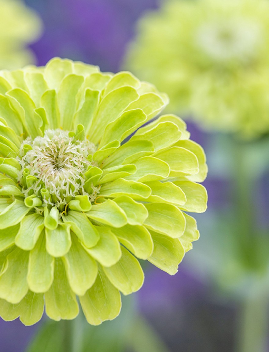 Zinnia elegans 'Envy'