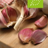 Knoflook 'Morado' (Allium sativum) - bio