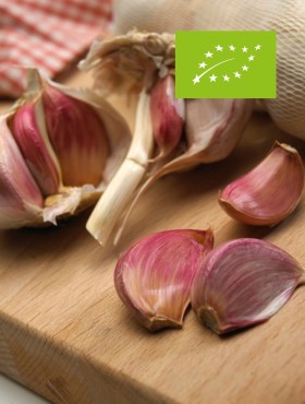 Knoflook 'Morado' (Allium sativum) - bio