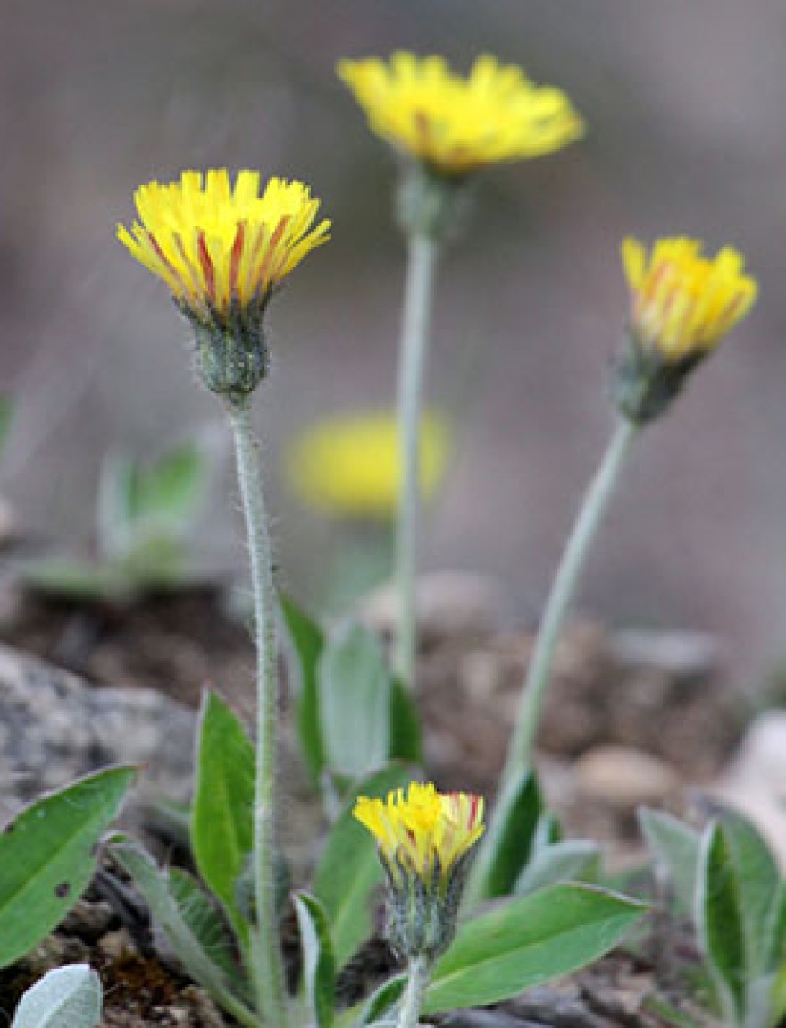 Among the herbs in the wild grows Pilosella officinarum, Hieracium pilosella