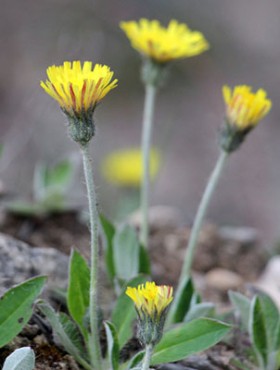 Among the herbs in the wild grows Pilosella officinarum, Hieracium pilosella