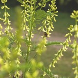 Astragalus galegiformis / hokjespeul