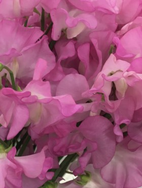Lathyrus odoratus 'Pinkie'
