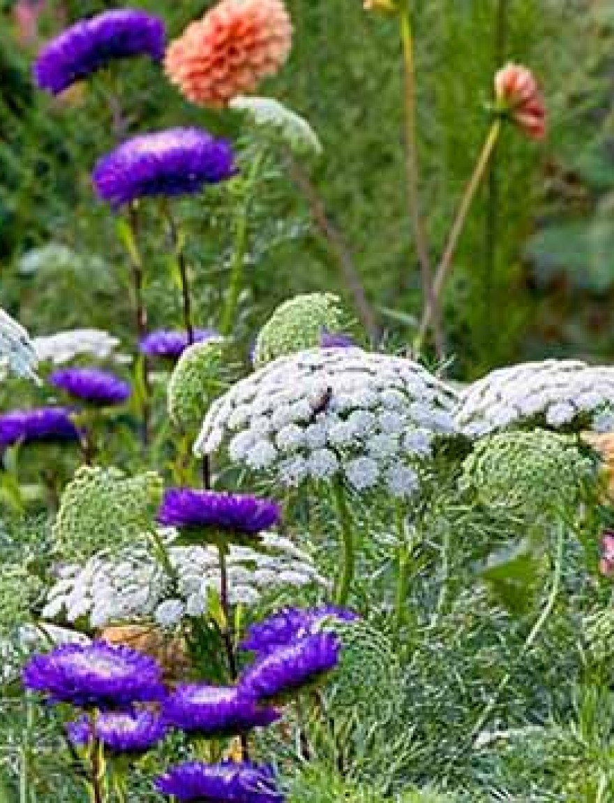 Ammi visnaga 'Blutenball', Callistephus chinensis 'Standy Dunkelblau', Salvia farinacea 'Evolution', Zinnia angustifolia 'Profusion Orange' and Zinnia elegans 'Benarys Riesen Orange'