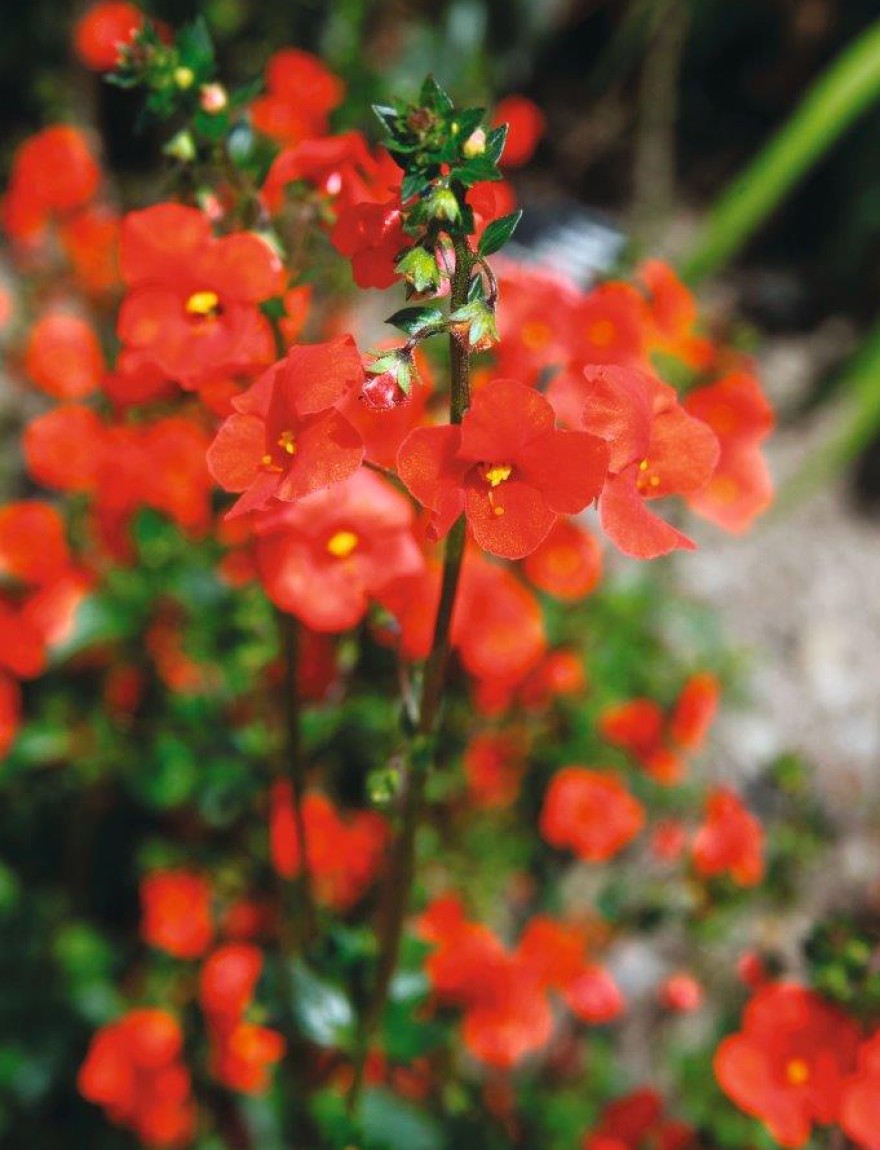 Alonsoa meridionalis 'Red Mask Flower'