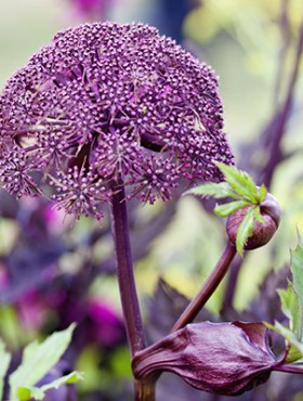 Angelica Gigas is a decorative perennial from the Eastern Asia