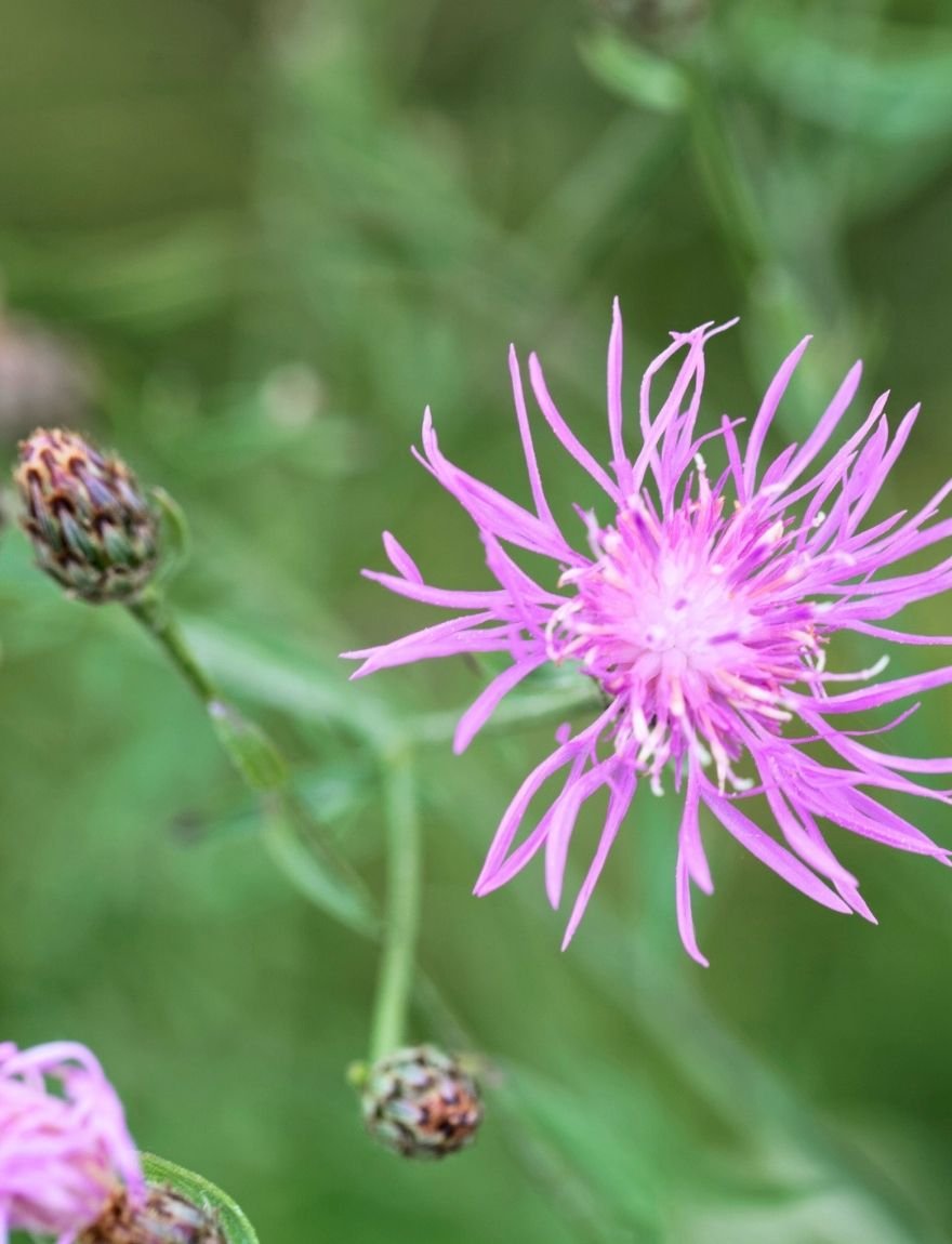 Rijncentaurie (Centaurea stoebe)