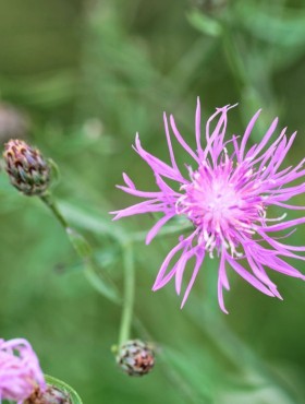 Rijncentaurie (Centaurea stoebe)