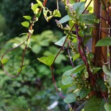 Basella alba 'Rubra' (Malabar-spinazie)