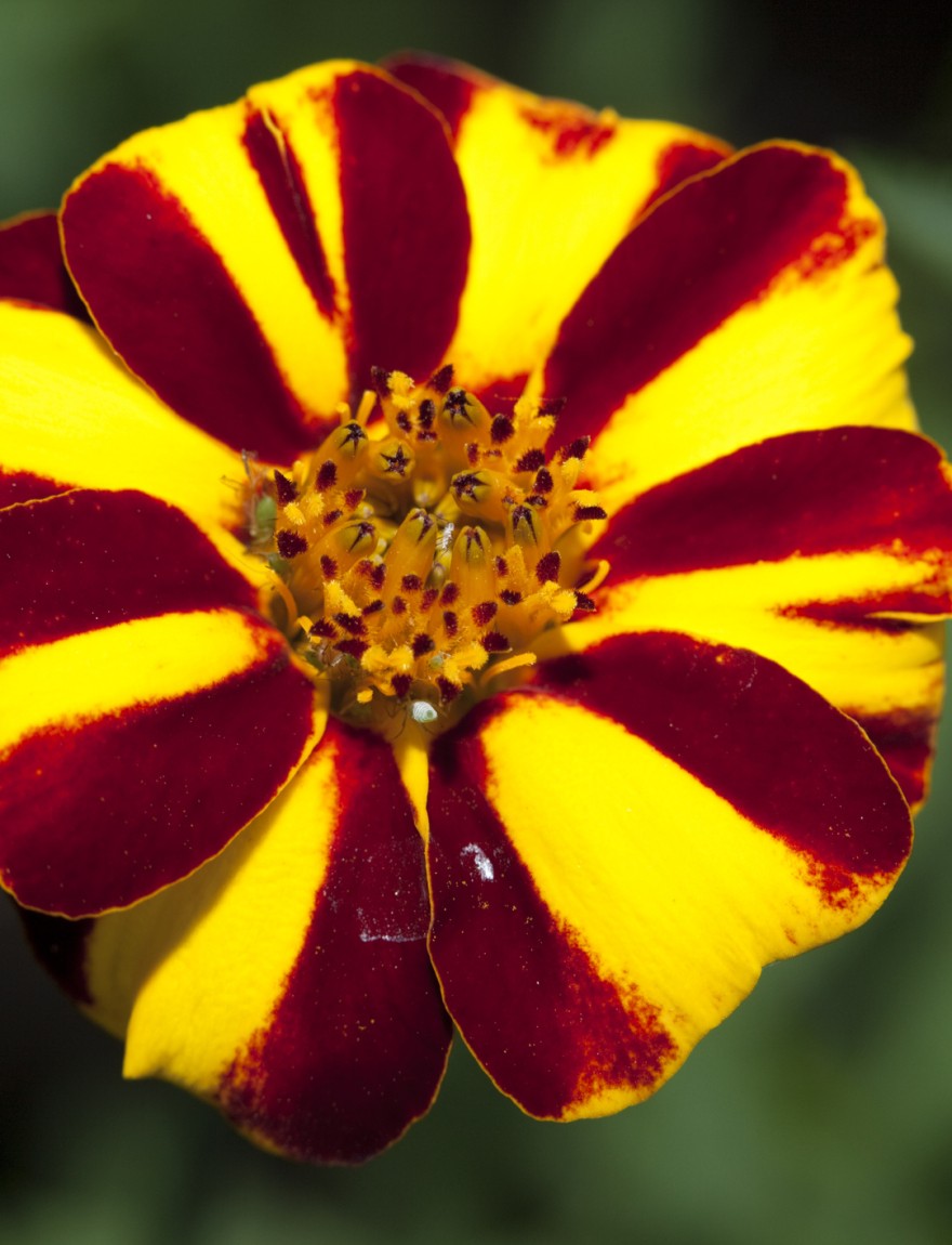 Tagetes 'Jolly Jester'