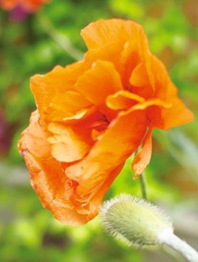 Papaver rupifragum