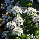 Pachyphragma macrophyllum